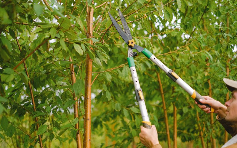 Tree trimming in Richland, OR